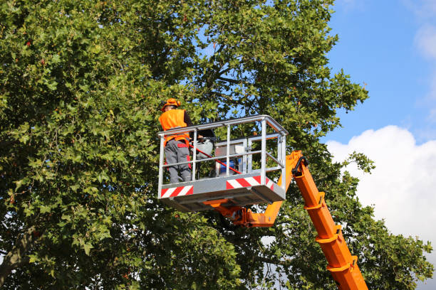 Best Tree Disease Treatment  in King Of Prussia, PA